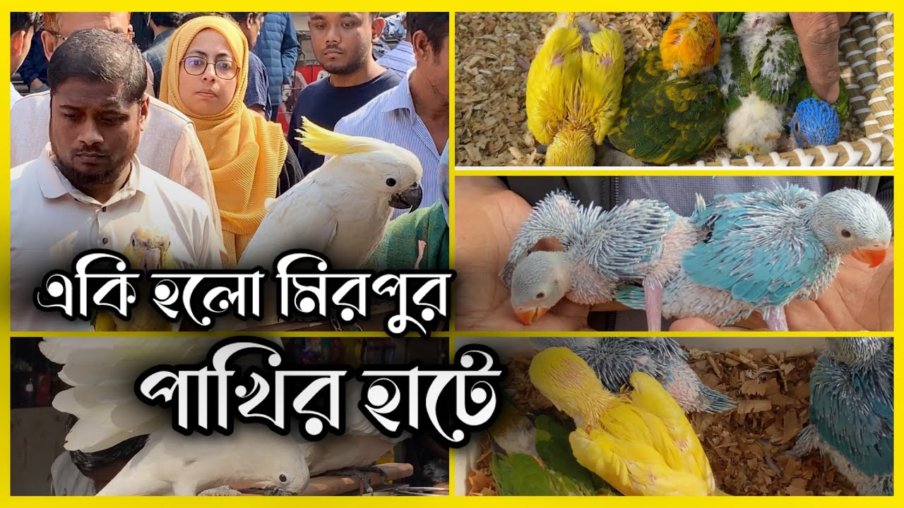 একি হলো মিরপুর পাখির হাটে হঠাৎ করে//mirpur1 birds market