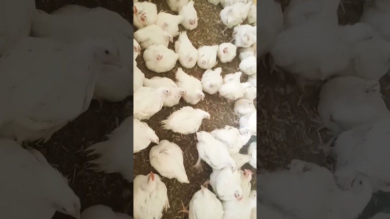 Broler Tovuqlar Chicken #broler #tovuqlar #chicken