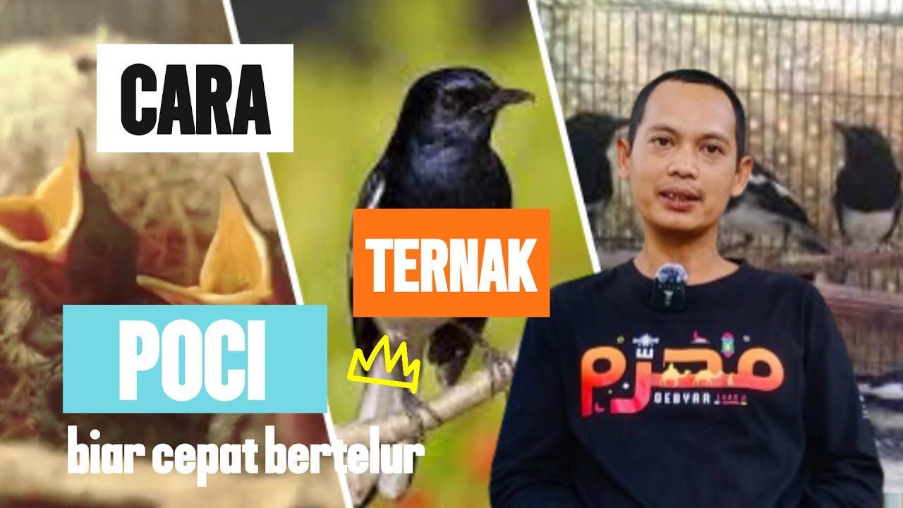 Cara ternak kacer poci biar cepat bertelur