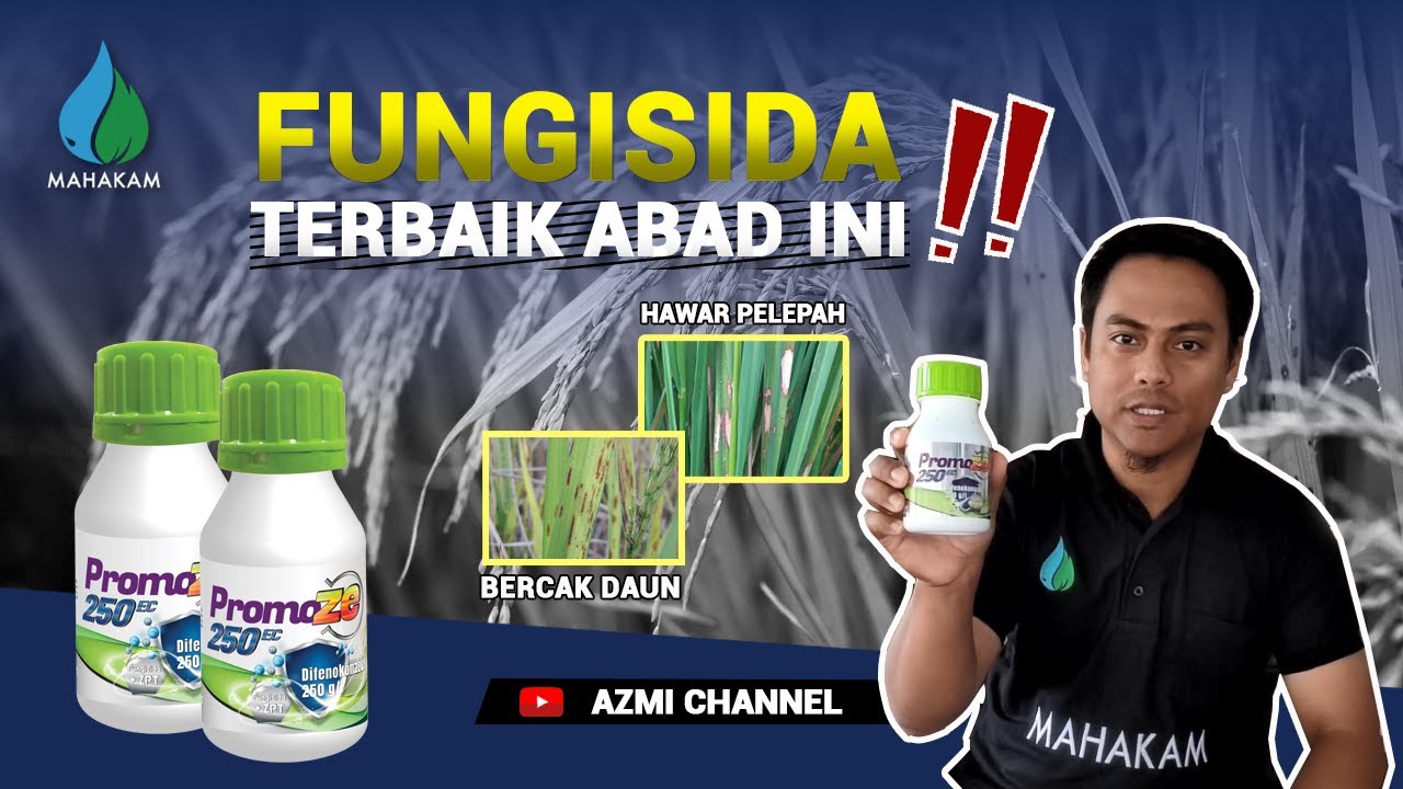 FUNGISIDA TERBAIK ABAD INI!! AMPUH ATASI BERCAK DAUN DAN HAWAR PELEPAH PADA PADI