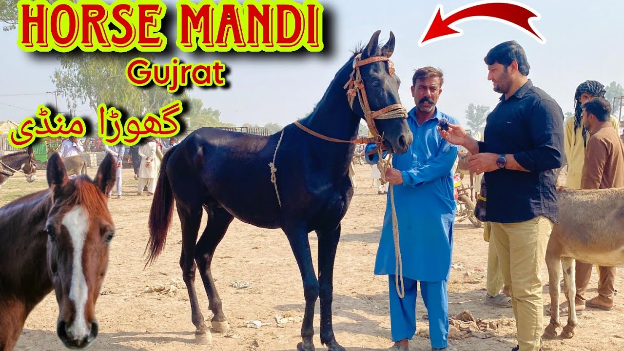 Horse Mandi In Pakistan | Pakistan Biggest Horse Mandi | Gujrat Horse Mandi In Punjab#horsemandi 