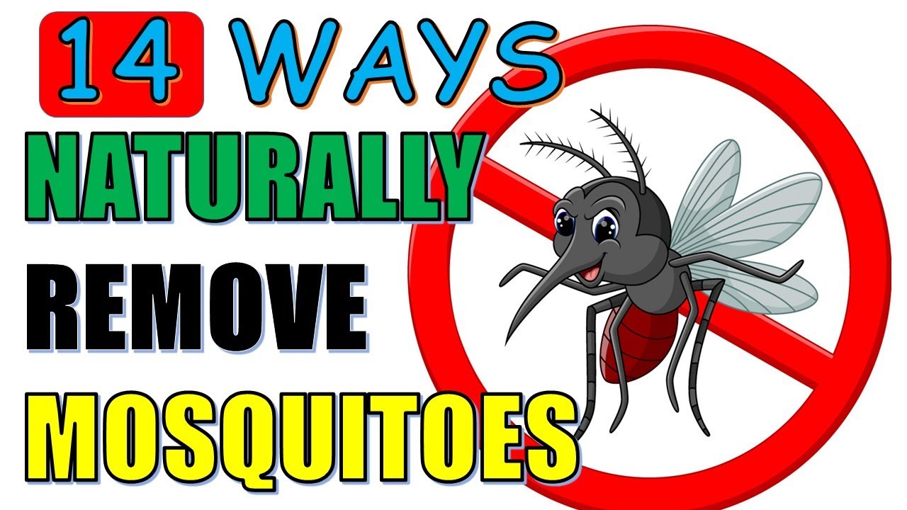 14 Natural Ways To Get Rid of Mosquitoes Effectively