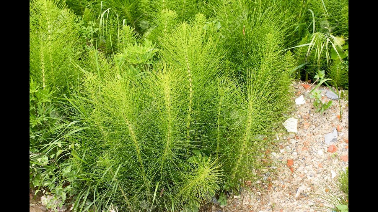 13 Amazing Health Benefits of Horsetail