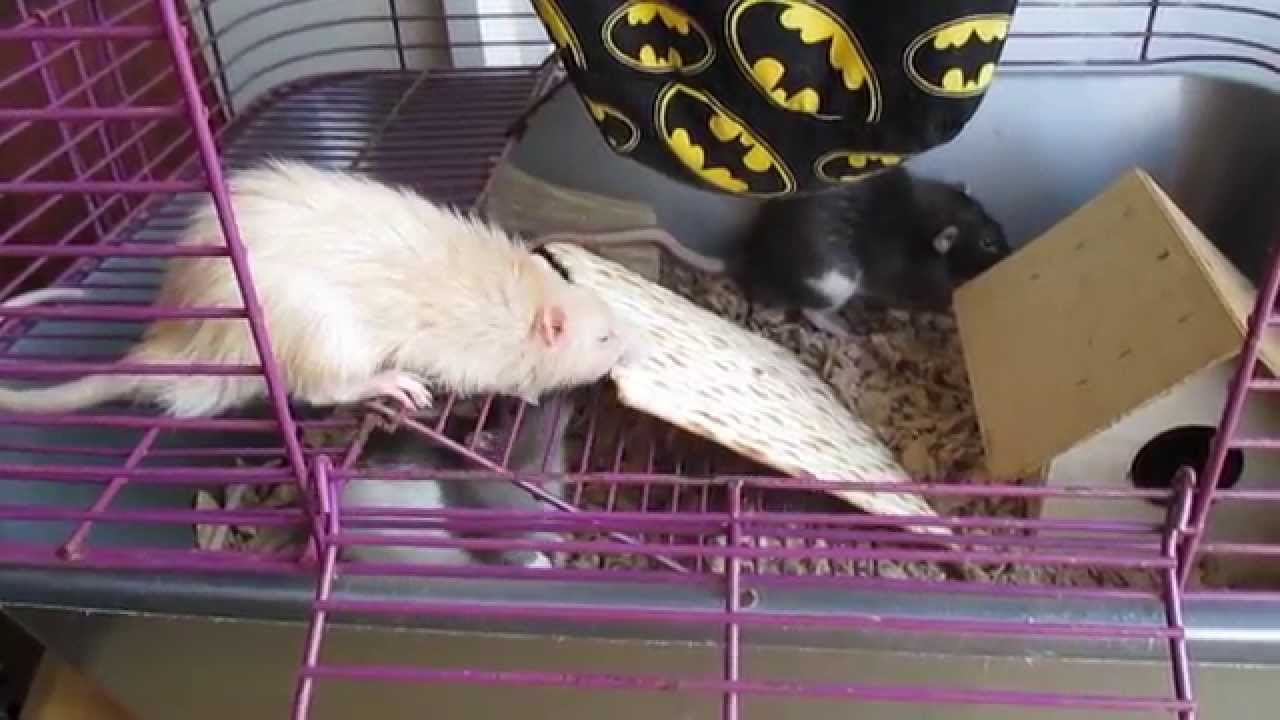 Rats Eating Matzah: Boys Edition.