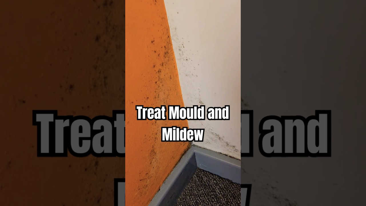 How To Treat Mould & Mildew (DIY)