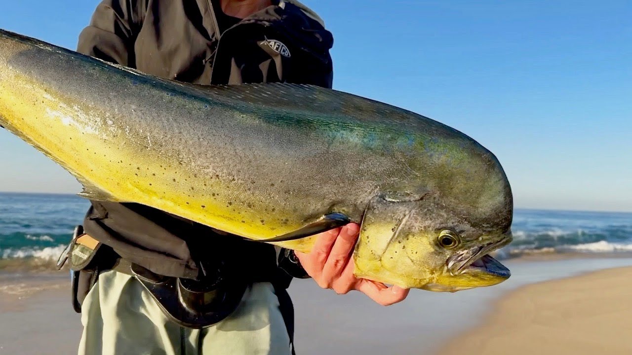 Baja Winter Fishing