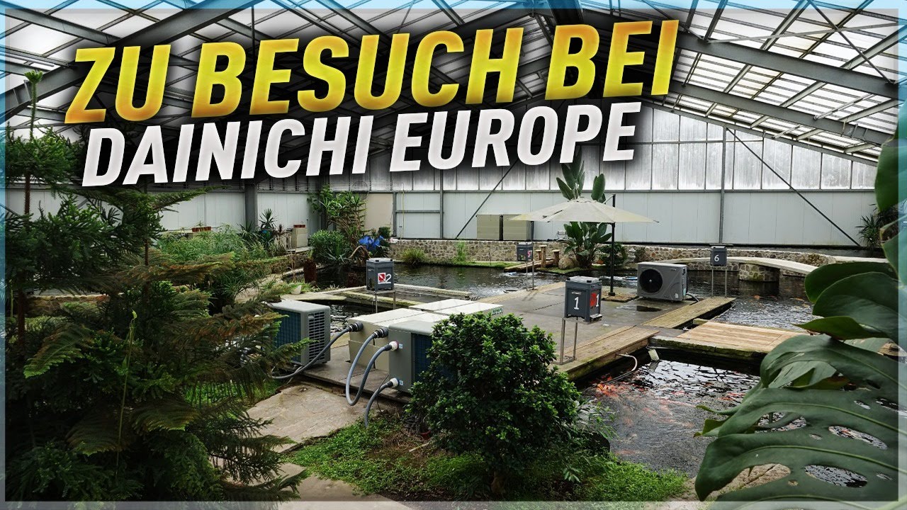 Deutschlands GRÖßTE Koi Aufzucht! Zu Besuch bei DAINICHI EUROPE!