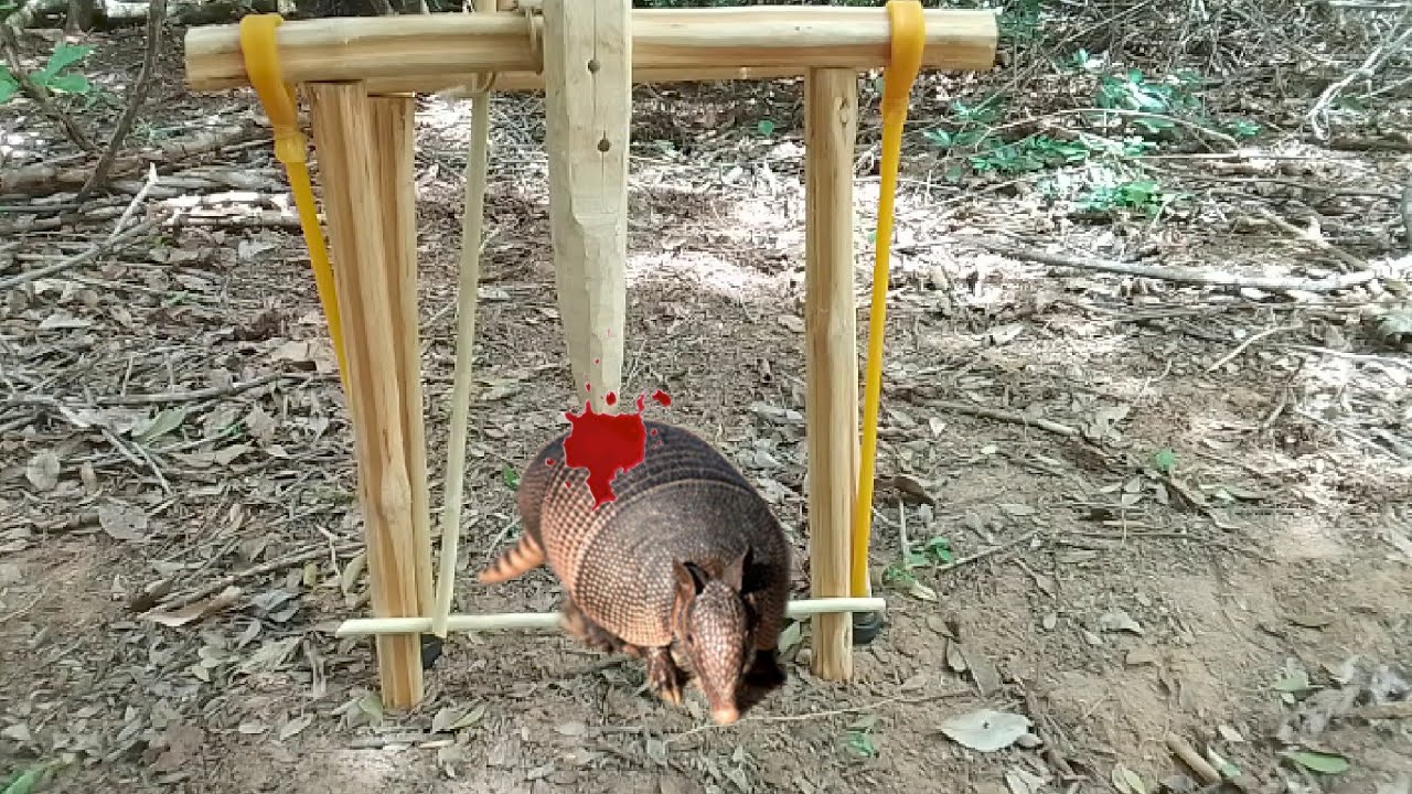 armadilha de açoite na trilha para pegar animais tatú paca capivara javali cotia