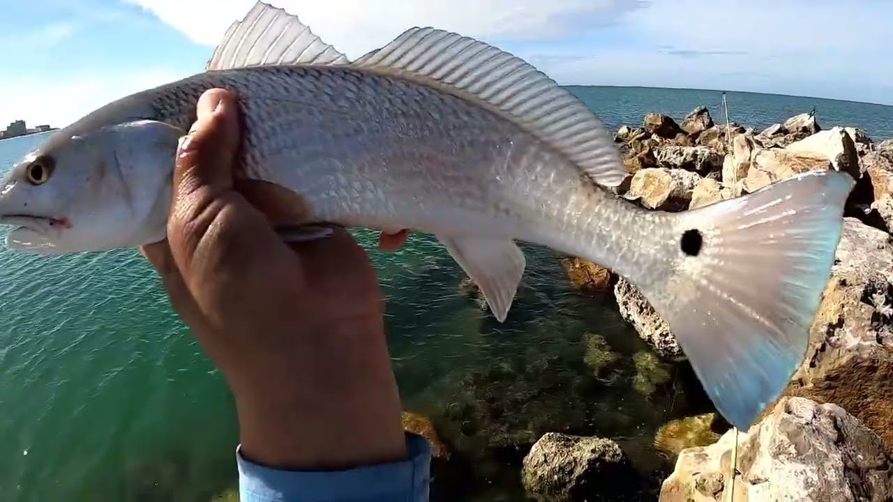 Fishing the Jetty at Clearwater Beach (Pass) 12/17/25