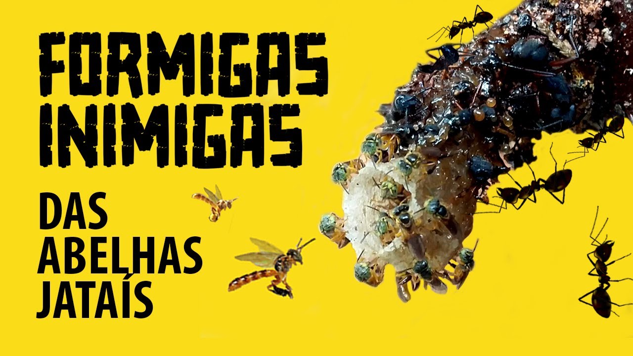 CUIDADO com as FORMIGAS no manejo das ABELHAS JATA&Iacute;