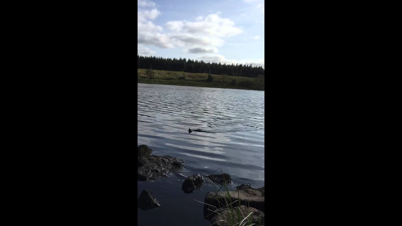 Rainbow trout from lough Navar county Fermanagh