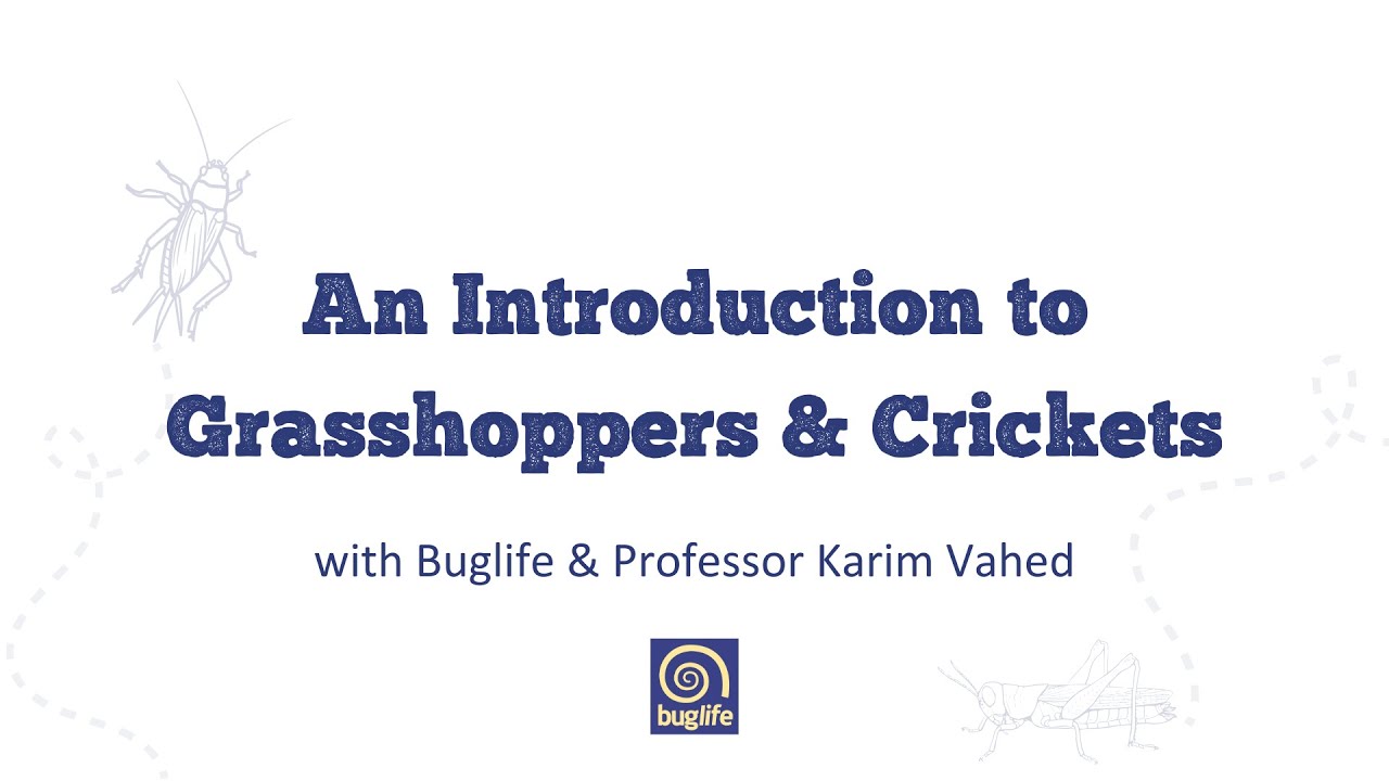 An Introduction to Grasshoppers & Crickets