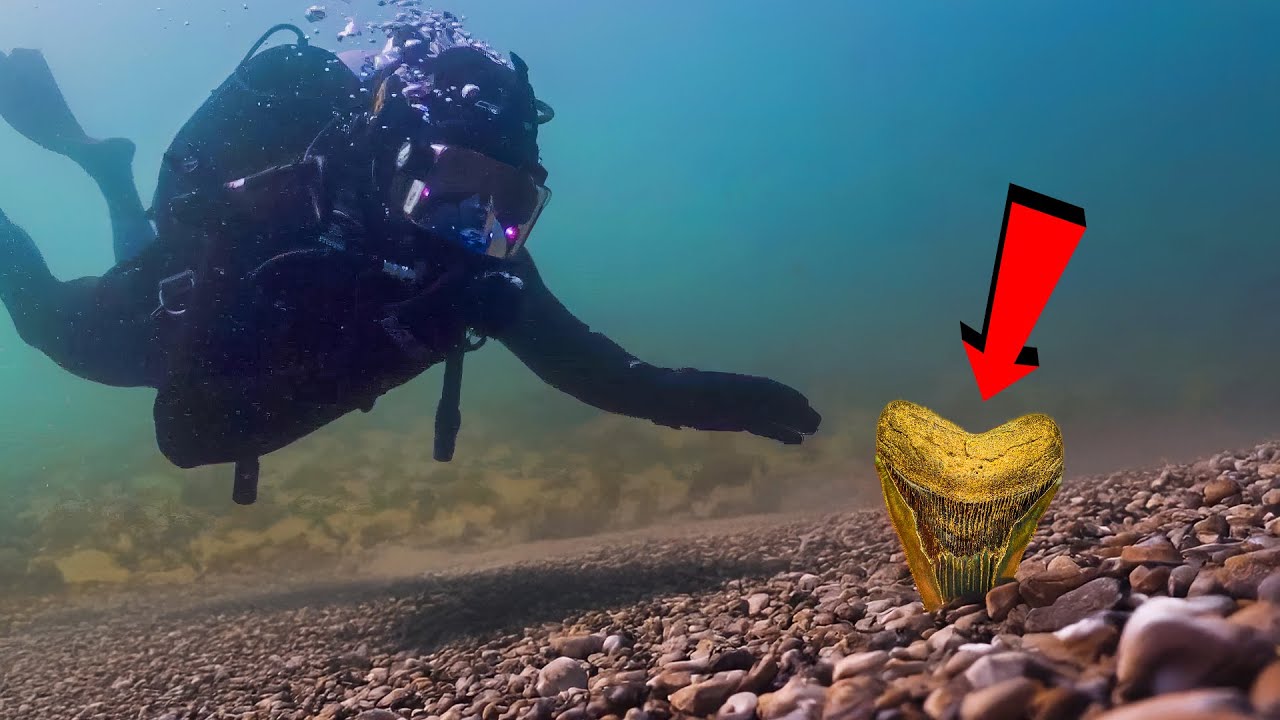 Diving For 20 Million Year Old Megalodon Teeth