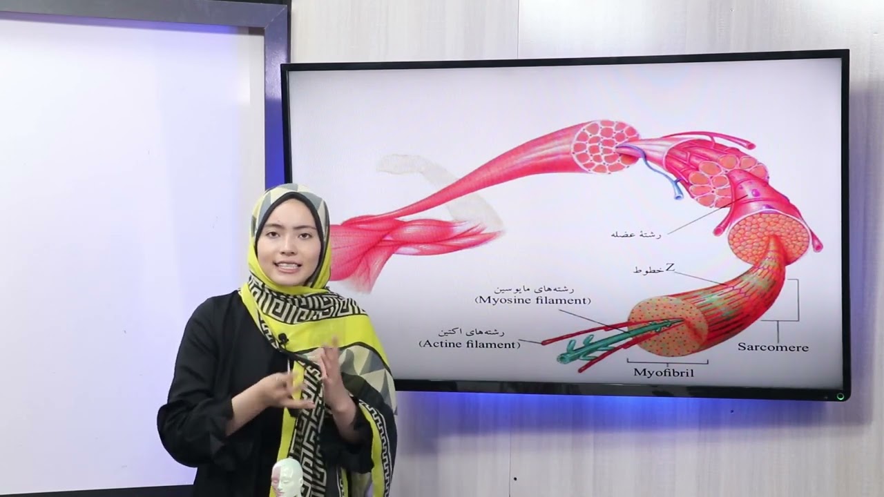 27 صنف دوازدهم مضمون بیولوژی عملیه های بیولوژیکی در بدن انسان عضلات و حرکت فرضیه لغزش الیاف انرژی بر