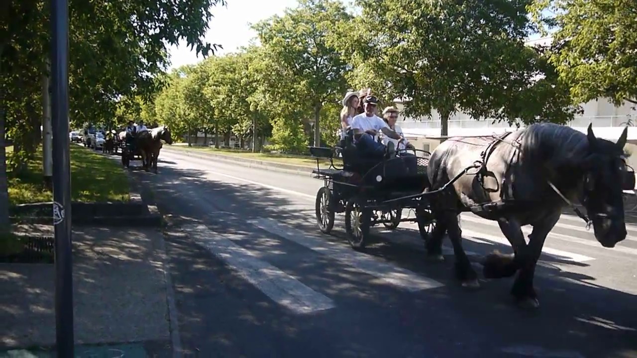 cheval dans la ville de poitiers C.D.E