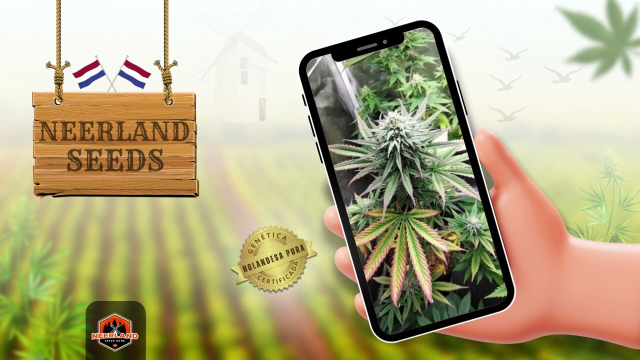 Neerland Seeds - Qualidade e Seguran&ccedil;a