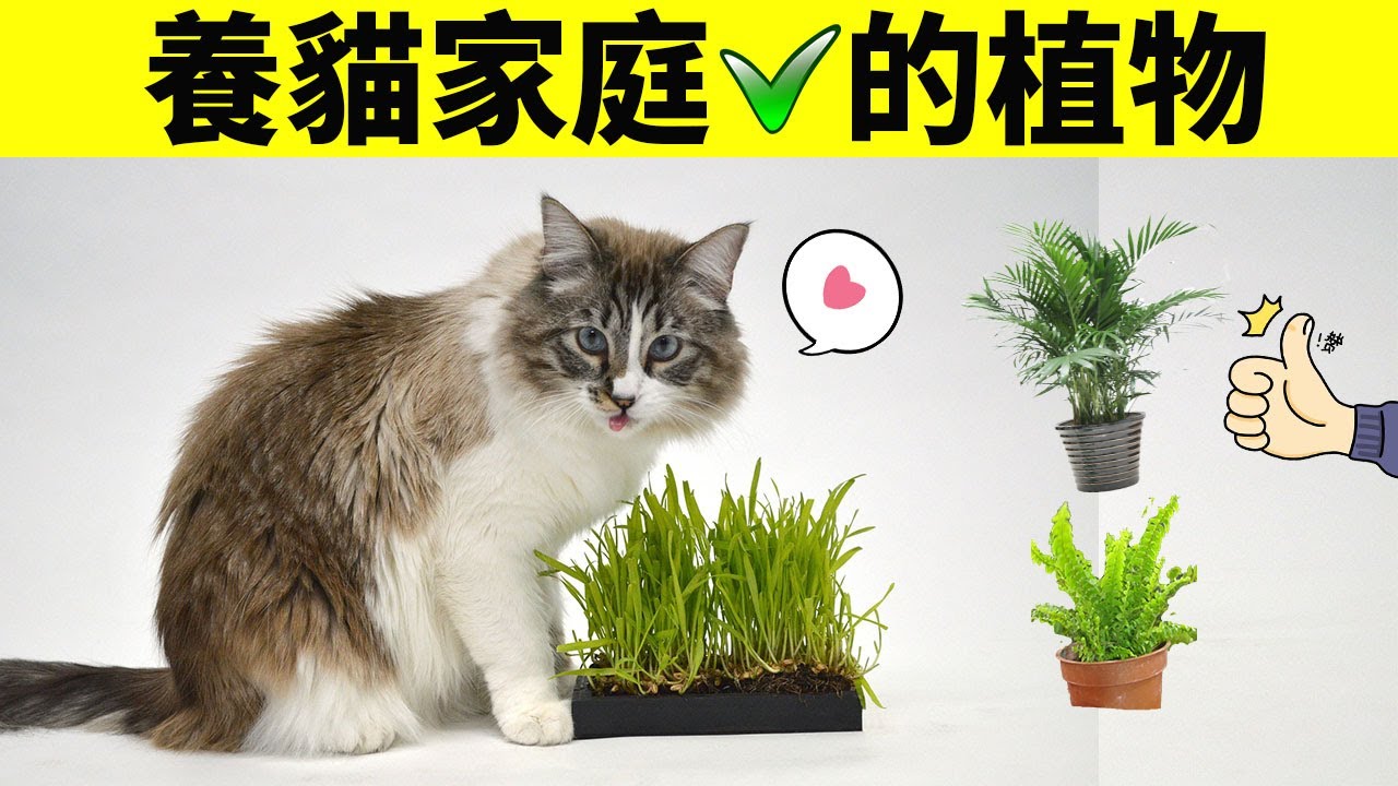 8種適合養貓家庭的植物，養貓養植物兩不誤！