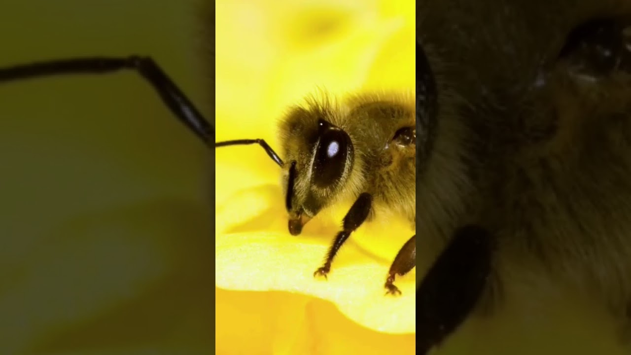bee sound صوت النحلة