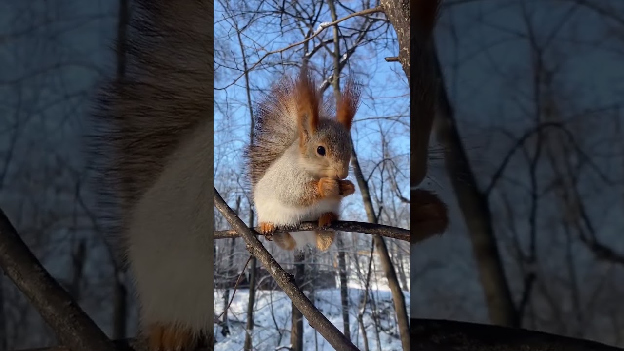 #chipmunksandfriends