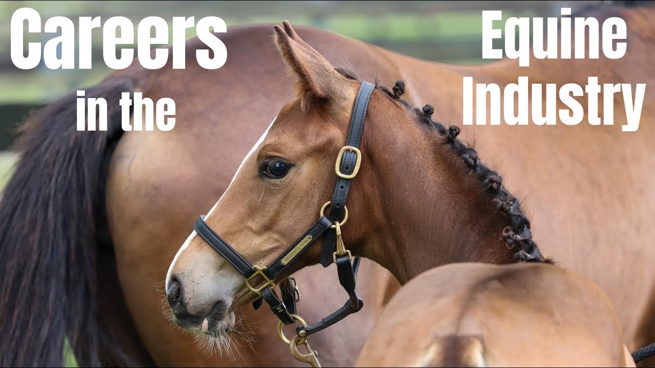 Careers in the Equine Industry | Part One