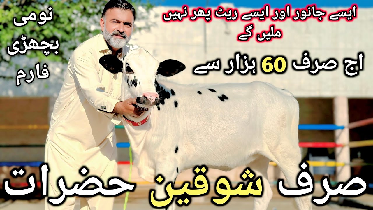 Heifers for sale in Chakwal | LOWEST RATE 60 THOUSAND | NOMI BACHRI FARM | 9.10.2025