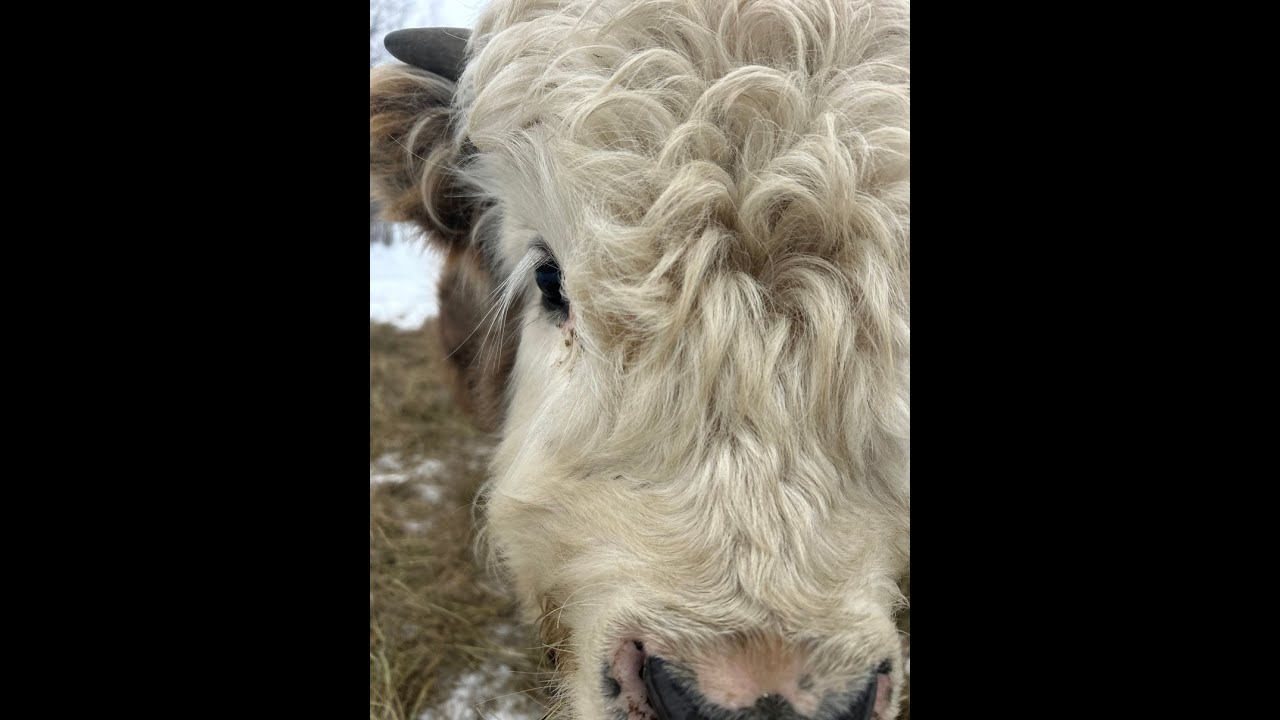 MMC Emmet - Micro Miniature Highland/Panda Bull