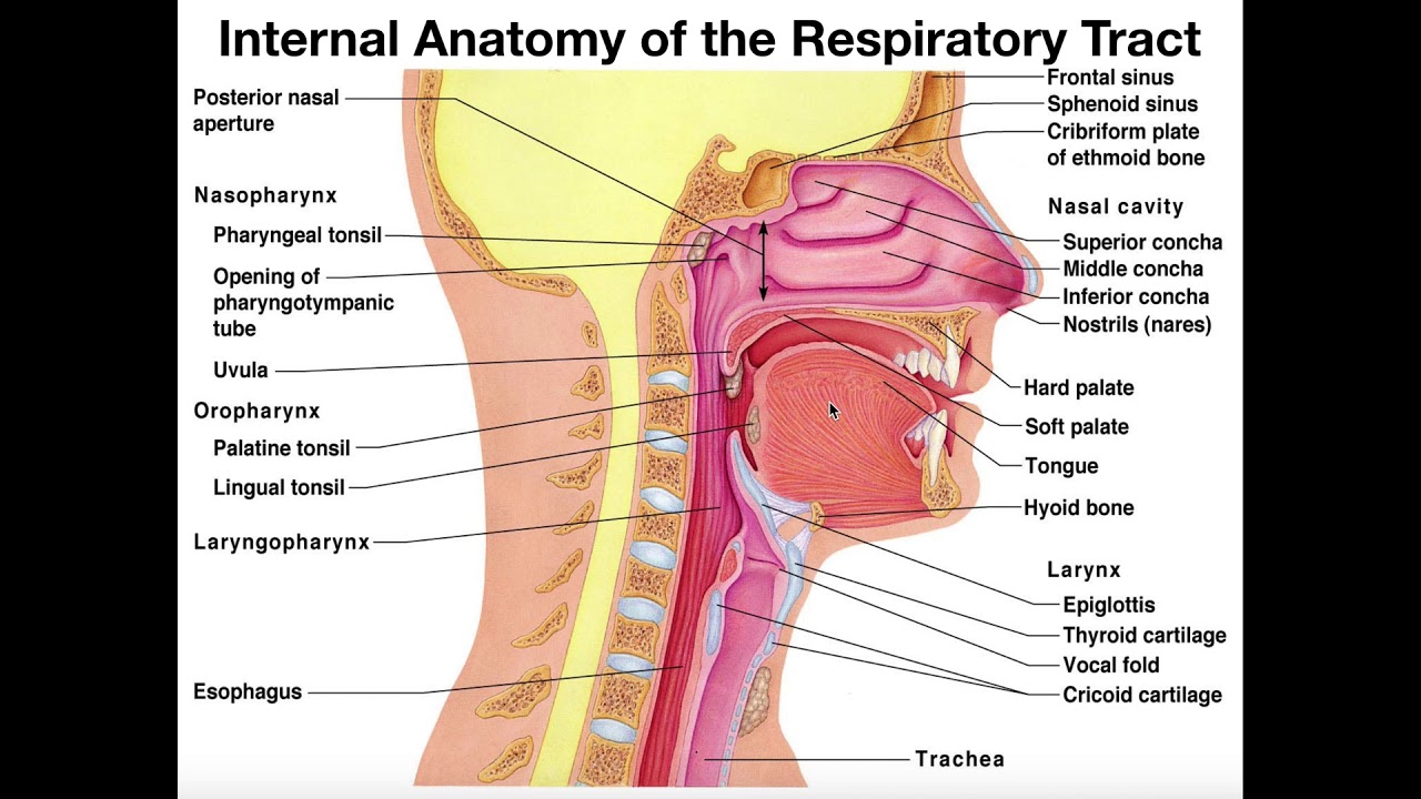 Major Anatomy of the Respiratory Tract