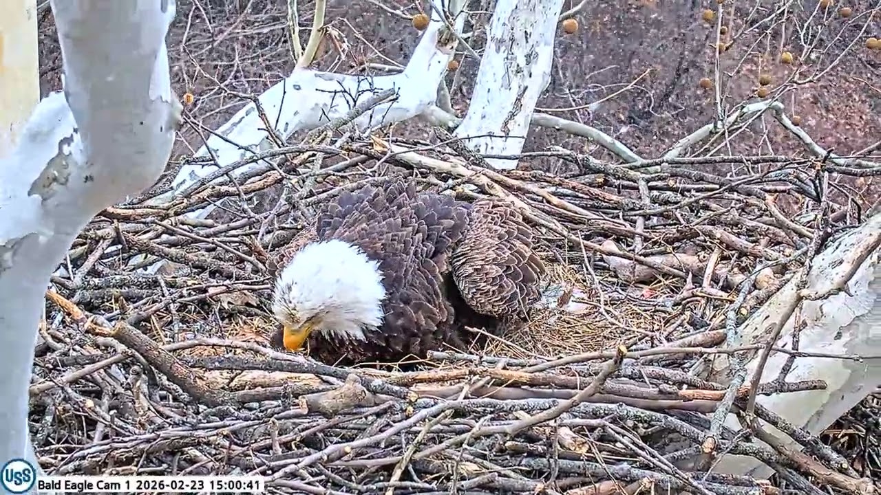 USS Bald Eagle Cam 1 on 2-23-26 @ 14:59:44 Stella lays 2nd egg 🎉🥚🥚🎉