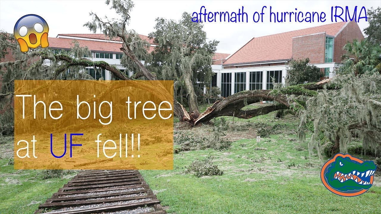 THE BIG TREE AT UF FELL!!! 😱 || danggg Hurricane Irma!!