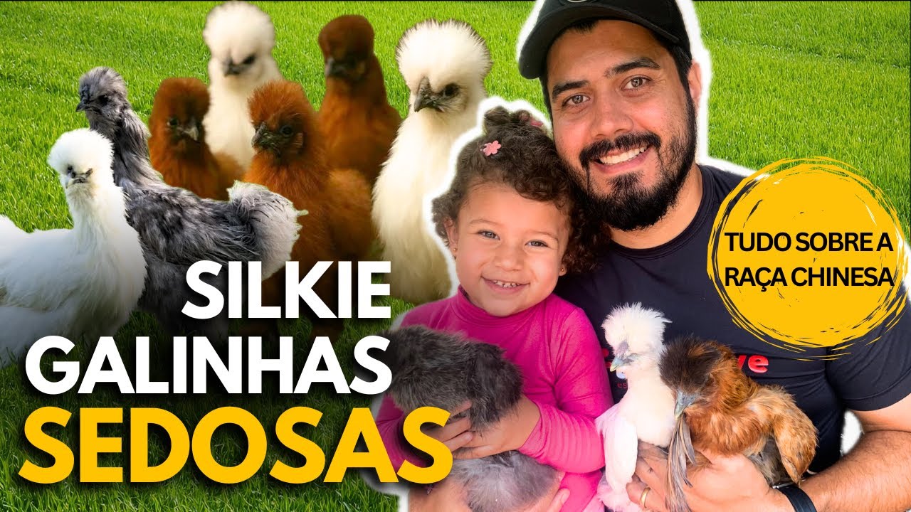 Raça SEDOSA do Japão - Selkie | Galinhas Ornamentais | Postura de Ovos | Criação no Campo