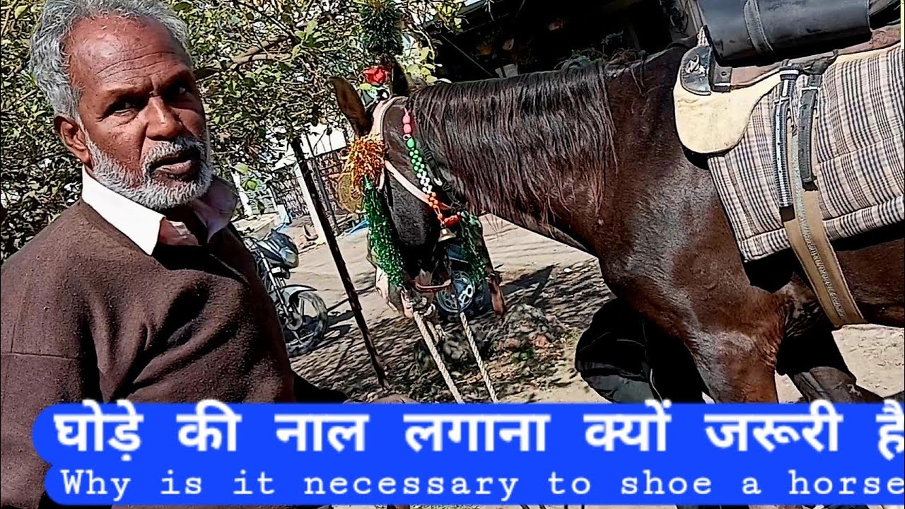 घोड़े की नाल लगाना क्यों जरूरी है?Why is it necessary to shoe a horse?