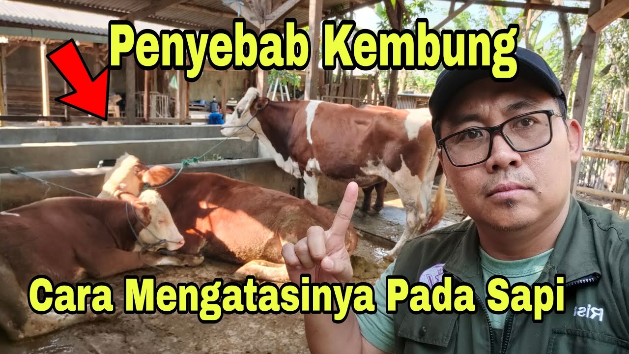 Penyebab Kembung pada Sapi dan Cara Mengatasinya.
