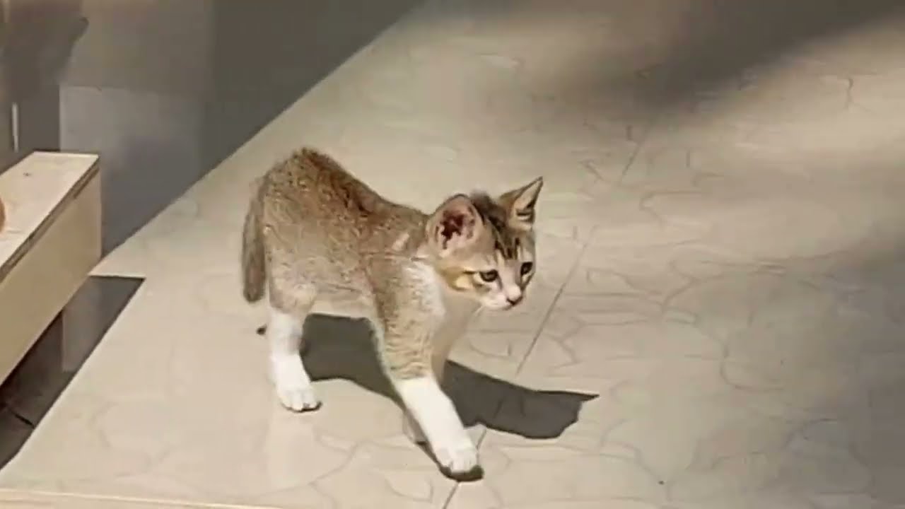 Funny cat videos today only. #cute #funny #cat #kitten #funnycats #catvideos #catcompilation