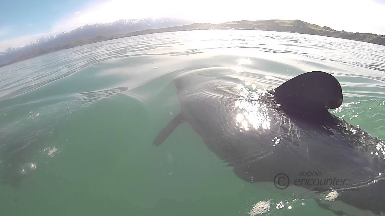 Enchanting Encounter With Hector's Dolphins In Kaikoura, NZ
