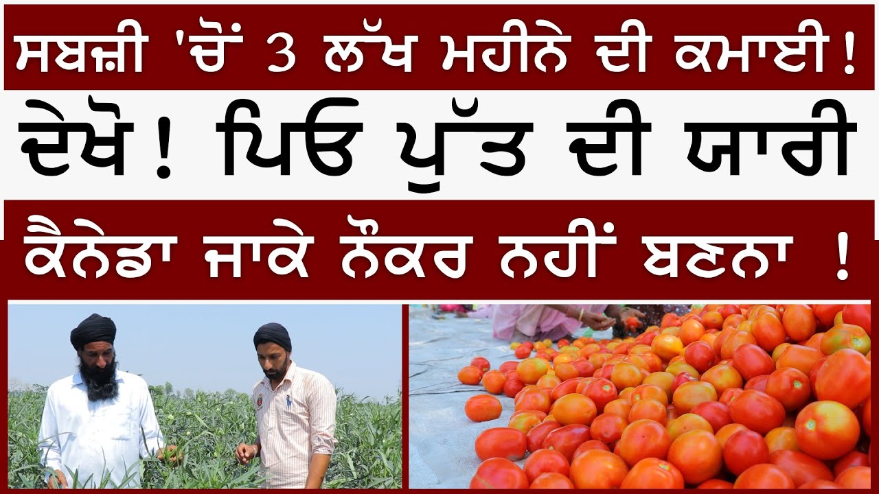 Sabji 'ਚੋਂ 3 ਲੱਖ ਮਹੀਨੇ ਦੀ ਕਮਾਈ ! | ਦੇਖੋ! ਪਿਓ ਪੁੱਤ ਦੀ ਯਾਰੀ | ਨਮੋਲ | Namol | Sirlekh