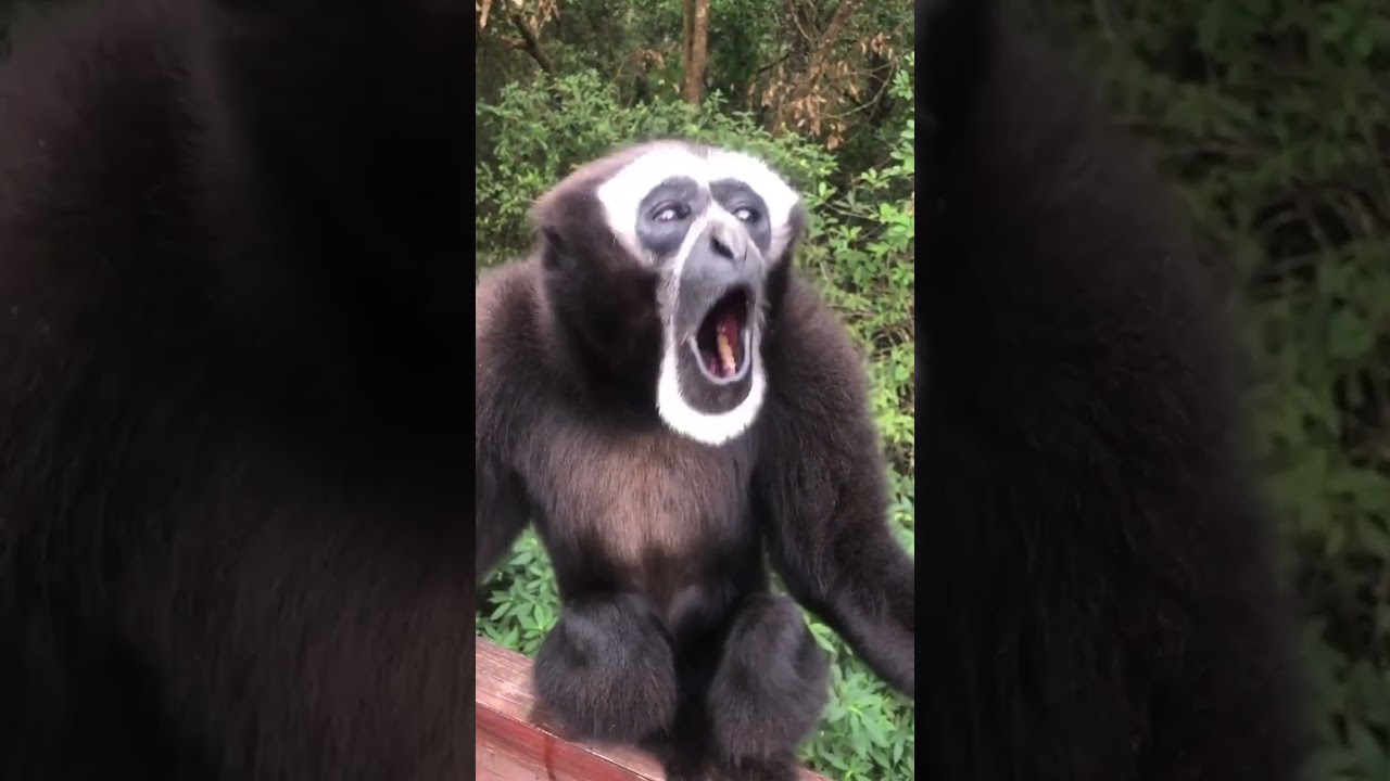Macaco gritando wow