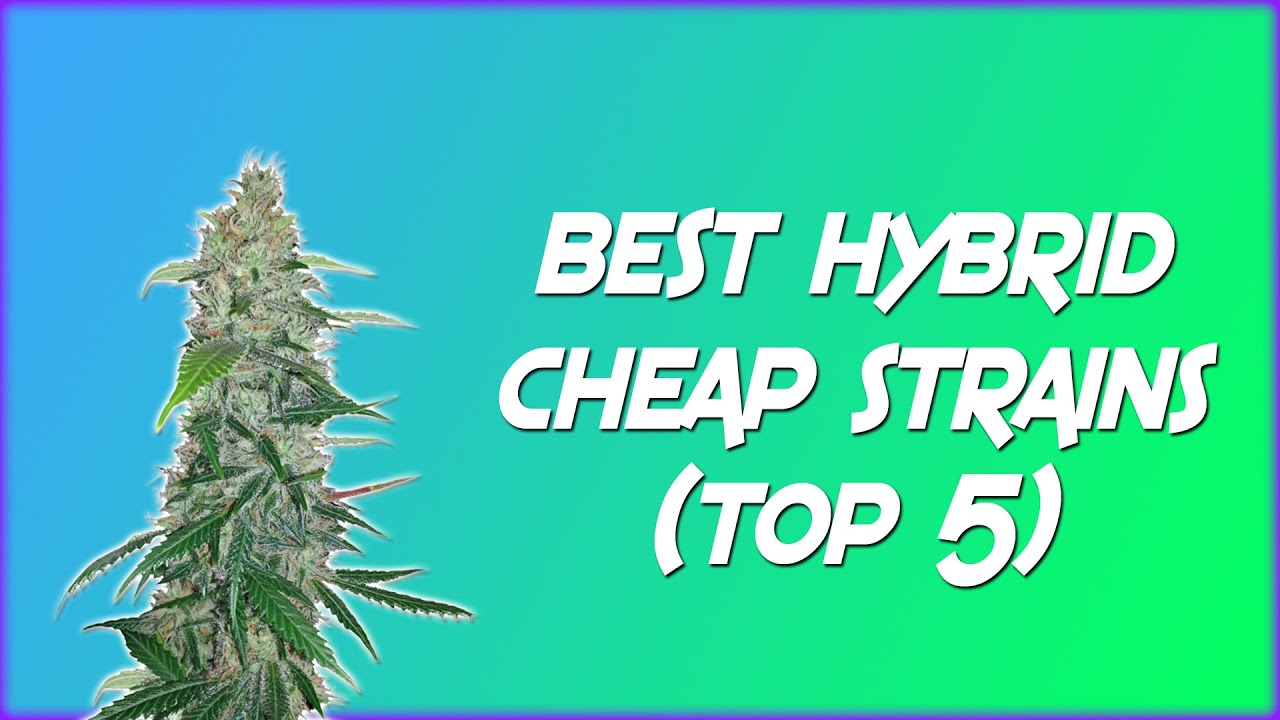 Best Hybrid Strains To Buy Online Weed | Weed UK