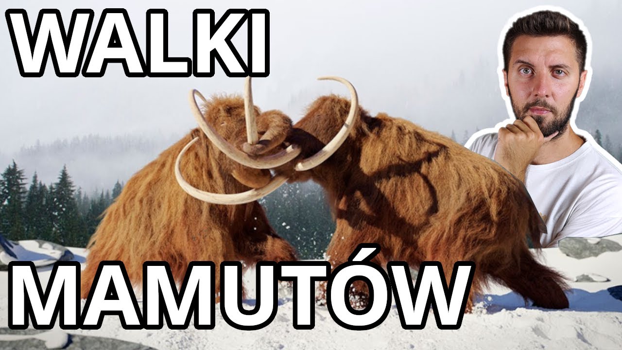 Jak wyglądały walki mamutów?