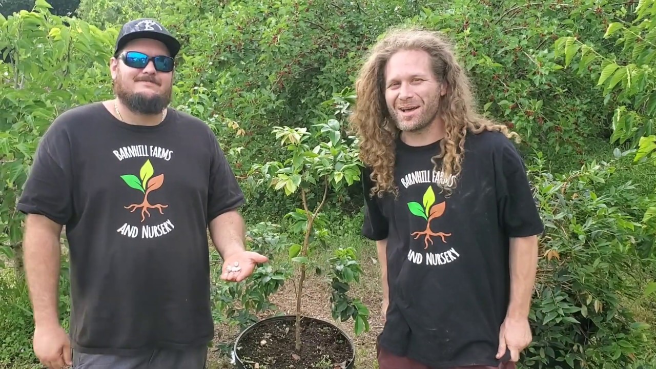 Tasting & Name Reveal: New Plinia hybrid Jaboticaba from Flying Fox Fruits!  GR2 (Grimal x Red)