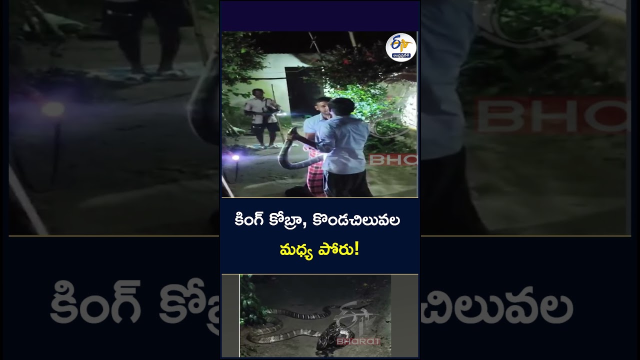కింగ్ కోబ్రా, కొండచిలువల మధ్య పోరు!