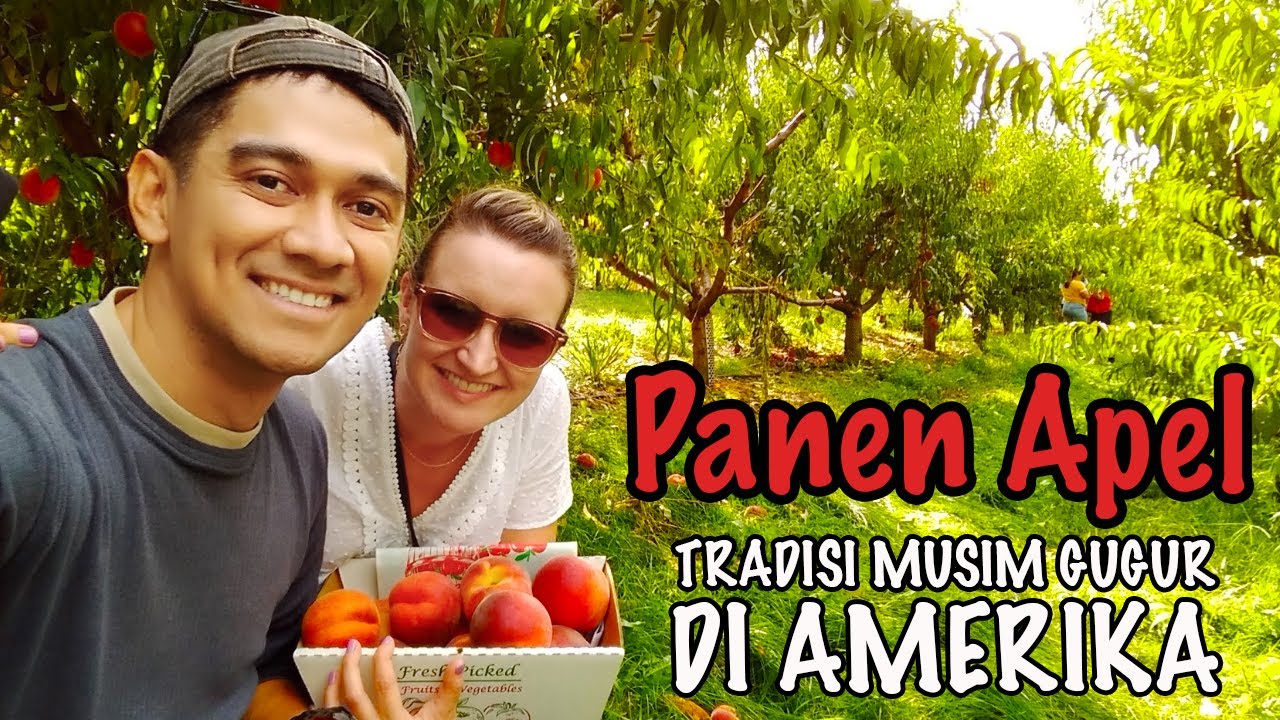 PANEN APEL BARENG ISTRI BULE AMERIKA DI KEBUN SELUAS 58 HEKTAR  | APPLE PICKING | BOSTON VLOG
