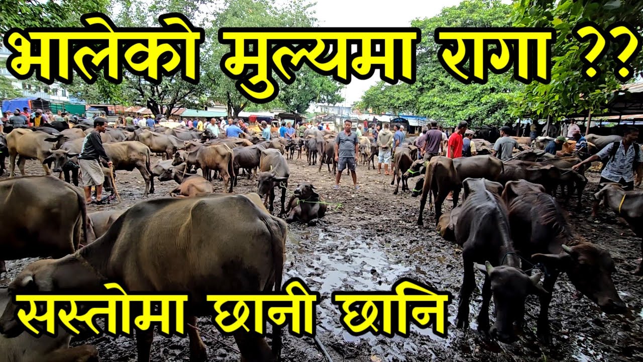 सस्तो मुल्यमा भैसी र रांगा,गाईको बाछा बाछी झनै सस्तो, आइतबारे हाट बजार खुदुनाबारिमा village market