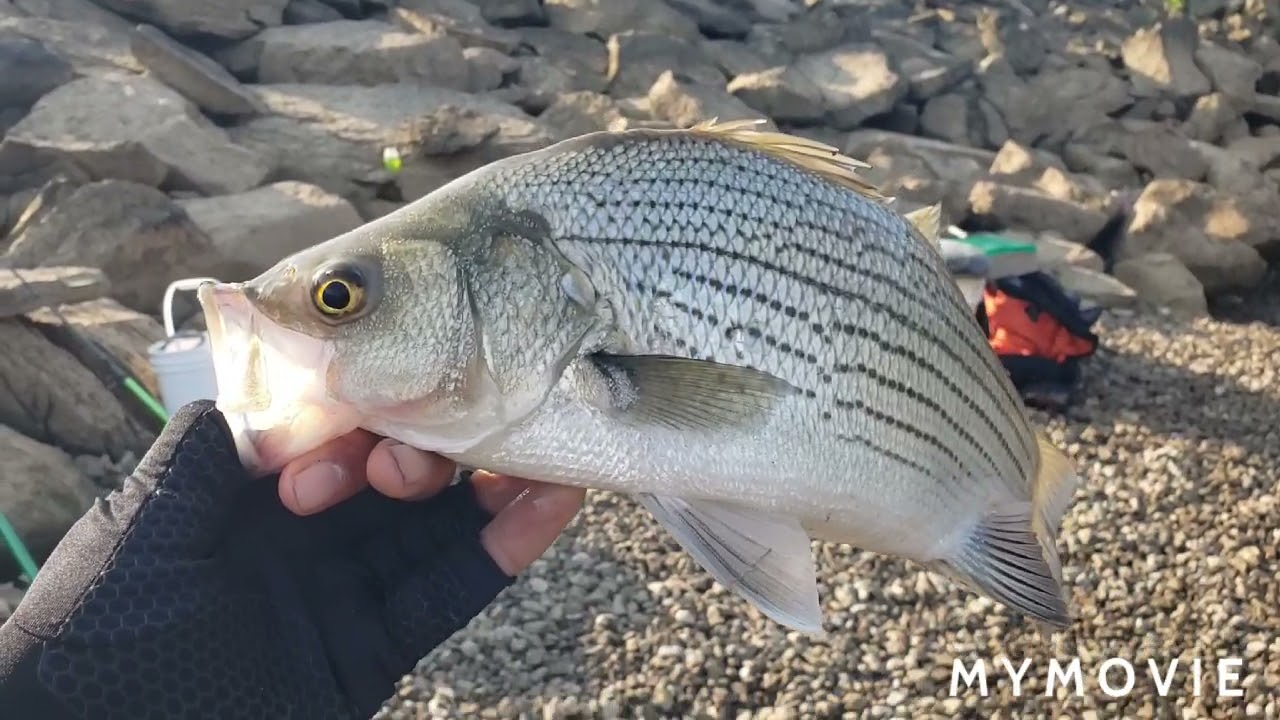 Greenup lock and dam fishing.