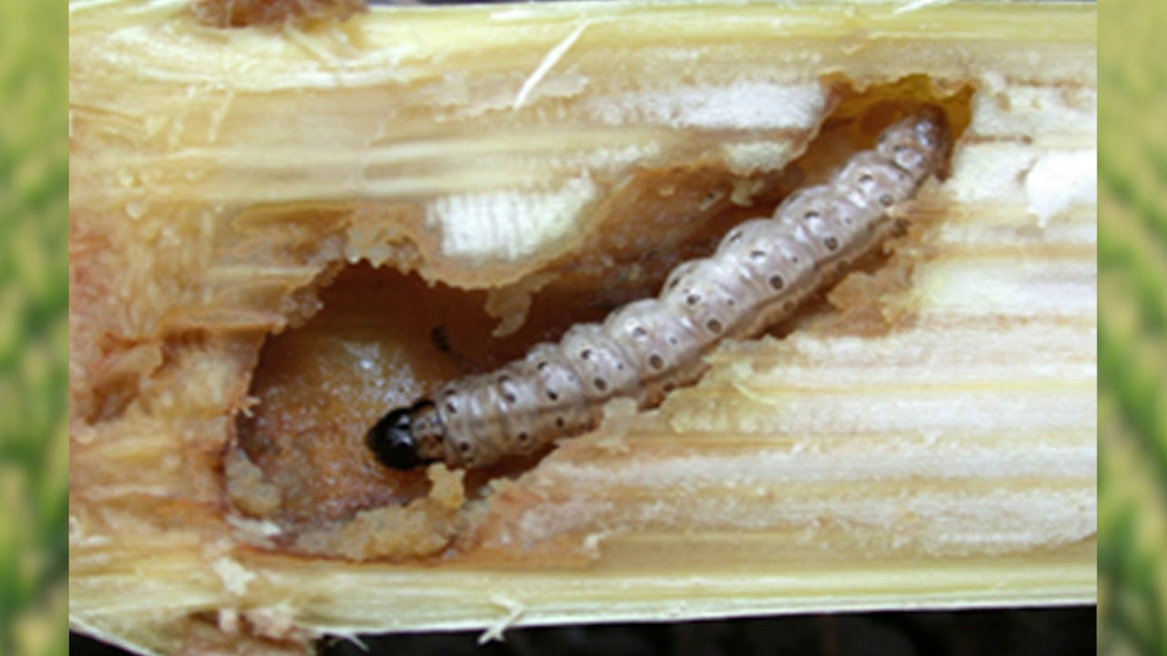 European Corn Borer