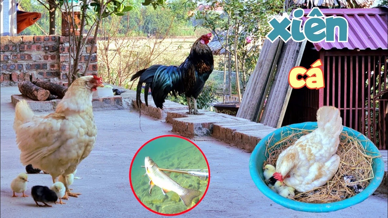 Trải Nghiệm 1 Đêm Đi Xiên Cá Và Tin Vui - Gà Con Nở Rất Nhiều / Quế Nghịch