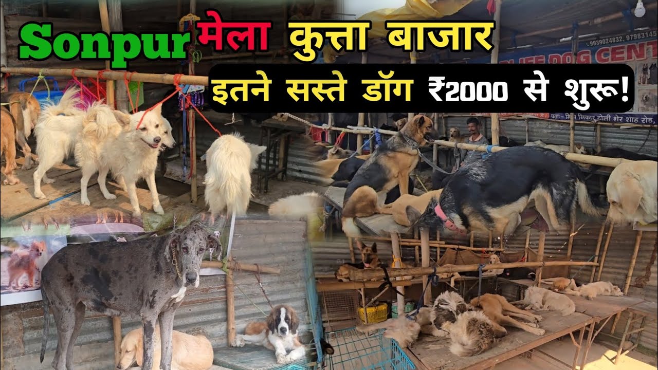 Sonpur Mela Vlog Dog 🐕 Market Full  Vlog 2025! 😃  