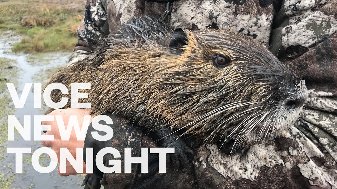 Louisiana Is Paying $6 for Every Swamp Rodent You Can Kill