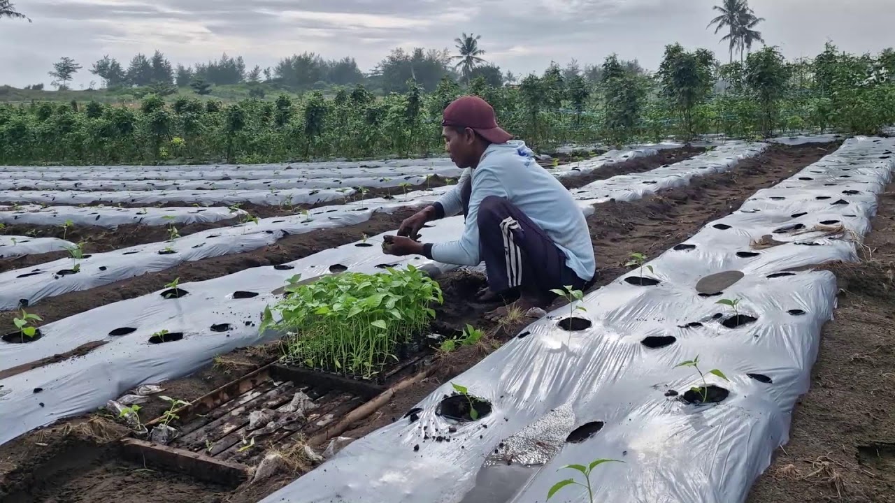 TRADITIONAL FARMING SKILLS! PLANTING CHILI SEEDLINGS THE NATURAL WAY!! -agriculture farming