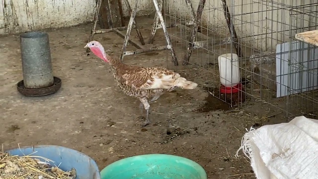 Limpiando el corral 🦃🐣🐓🐔🐥