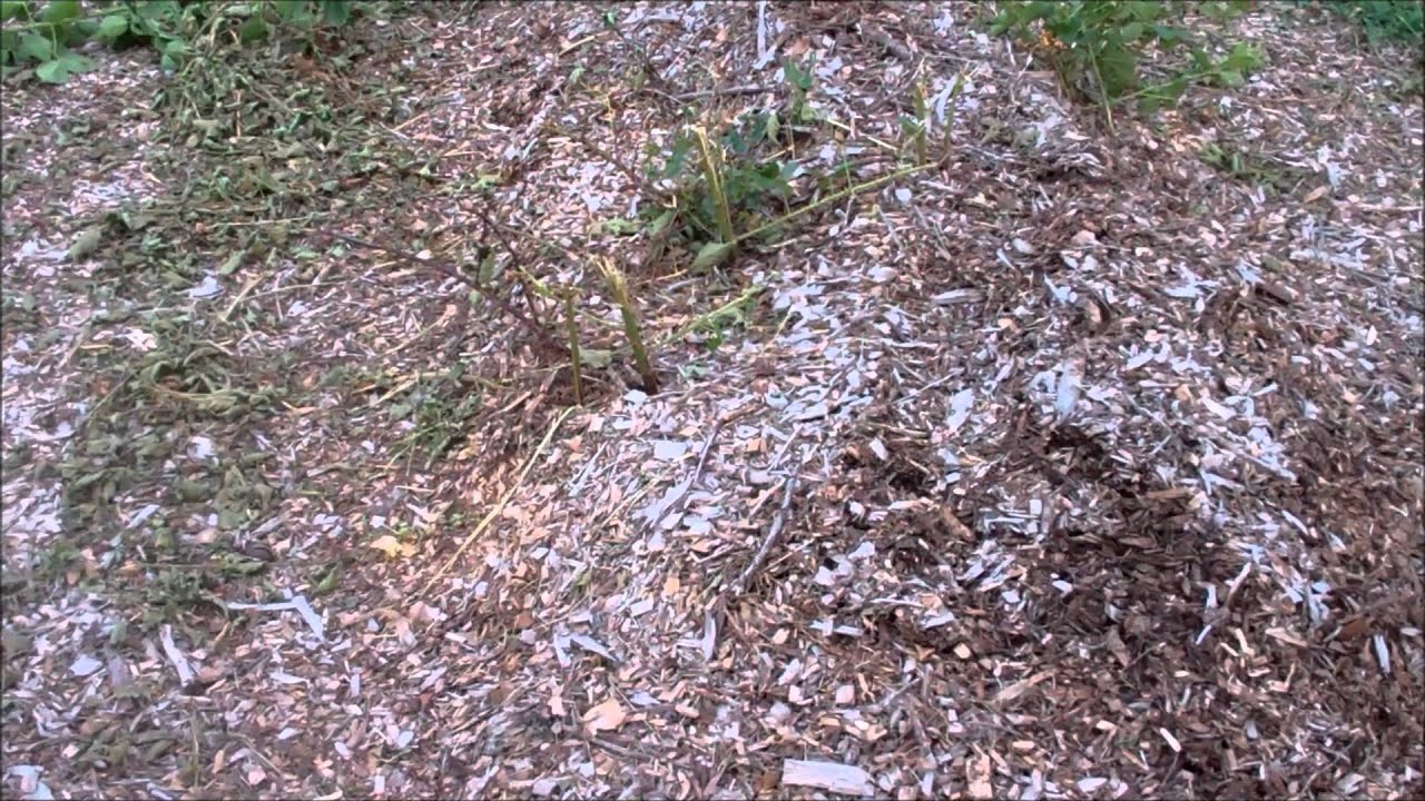 Growing Blackberries Commercially~The Experiment